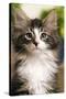 Norwegian Forest Silver and White Mackerel Tabby Cat-null-Stretched Canvas