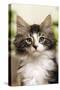 Norwegian Forest Silver and White Mackerel Tabby Cat-null-Stretched Canvas