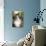 Norwegian Forest Silver and White Mackerel Tabby Cat-null-Photographic Print displayed on a wall
