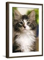 Norwegian Forest Silver and White Mackerel Tabby Cat-null-Framed Photographic Print