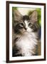 Norwegian Forest Silver and White Mackerel Tabby Cat-null-Framed Photographic Print