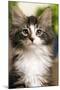 Norwegian Forest Silver and White Mackerel Tabby Cat-null-Mounted Photographic Print