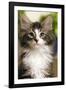 Norwegian Forest Silver and White Mackerel Tabby Cat-null-Framed Photographic Print