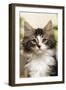 Norwegian Forest Silver and White Mackerel Tabby Cat-null-Framed Photographic Print