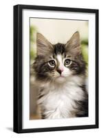 Norwegian Forest Silver and White Mackerel Tabby Cat-null-Framed Photographic Print