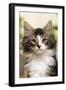 Norwegian Forest Silver and White Mackerel Tabby Cat-null-Framed Photographic Print