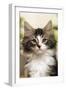 Norwegian Forest Silver and White Mackerel Tabby Cat-null-Framed Photographic Print