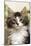 Norwegian Forest Silver and White Mackerel Tabby Cat-null-Mounted Photographic Print