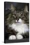 Norwegian Forest Silver Tabby Mackerel and White-null-Stretched Canvas