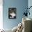 Norwegian Forest Silver Tabby Mackerel and White-null-Photographic Print displayed on a wall