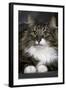 Norwegian Forest Silver Tabby Mackerel and White-null-Framed Photographic Print