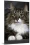Norwegian Forest Silver Tabby Mackerel and White-null-Mounted Photographic Print