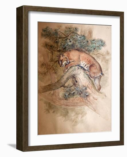 Norwegian Lynx, 1851-69-Joseph Wolf-Framed Giclee Print