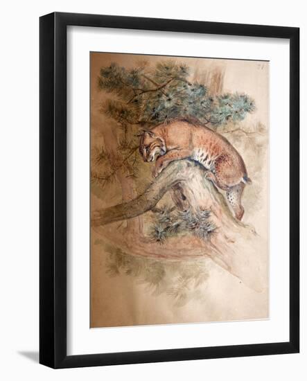 Norwegian Lynx, 1851-69-Joseph Wolf-Framed Giclee Print