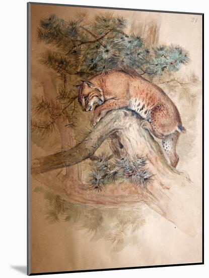Norwegian Lynx, 1851-69-Joseph Wolf-Mounted Giclee Print
