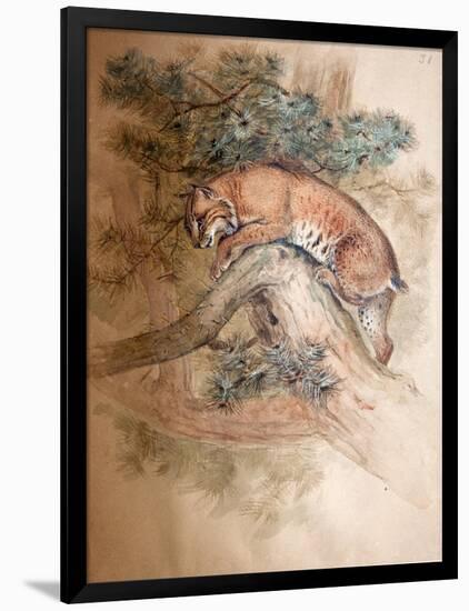 Norwegian Lynx, 1851-69-Joseph Wolf-Framed Giclee Print