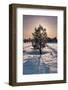 Norwegian Pine Tree high on the Finnmark Plateau in snow backlit by the sun at sunset in winter-Alan Novelli-Framed Photographic Print