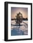 Norwegian Pine Tree high on the Finnmark Plateau in snow backlit by the sun at sunset in winter-Alan Novelli-Framed Photographic Print