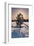 Norwegian Pine Tree high on the Finnmark Plateau in snow backlit by the sun at sunset in winter-Alan Novelli-Framed Photographic Print