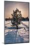 Norwegian Pine Tree high on the Finnmark Plateau in snow backlit by the sun at sunset in winter-Alan Novelli-Mounted Photographic Print