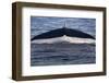 Norwegian Sea. Fluke of a Blue Whale-Janet Muir-Framed Photographic Print