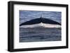 Norwegian Sea. Fluke of a Blue Whale-Janet Muir-Framed Photographic Print