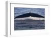 Norwegian Sea. Fluke of a Blue Whale-Janet Muir-Framed Photographic Print