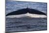 Norwegian Sea. Fluke of a Blue Whale-Janet Muir-Mounted Photographic Print