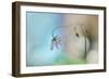 Norwegian Summer Light-Heidi Westum-Framed Photographic Print