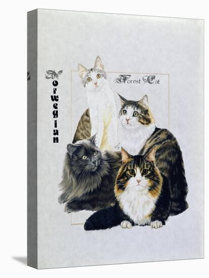 Norwegin Forest Cat-Barbara Keith-Stretched Canvas