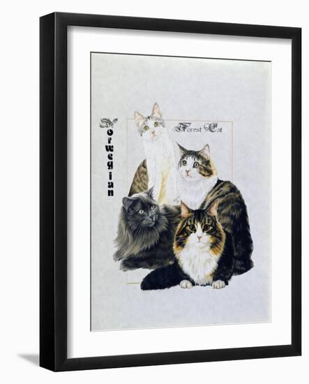 Norwegin Forest Cat-Barbara Keith-Framed Giclee Print
