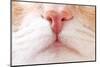 Nose Cat-Samsonovs-Mounted Photographic Print