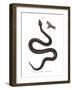 Nose-Horned Viper-null-Framed Giclee Print