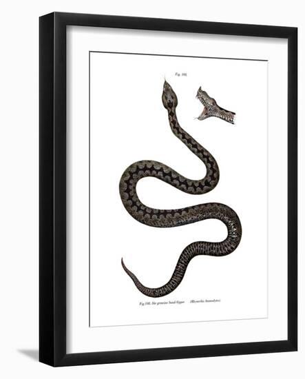 Nose-Horned Viper-null-Framed Giclee Print