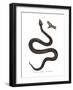 Nose-Horned Viper-null-Framed Giclee Print
