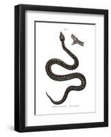 Nose-Horned Viper-null-Framed Premium Giclee Print