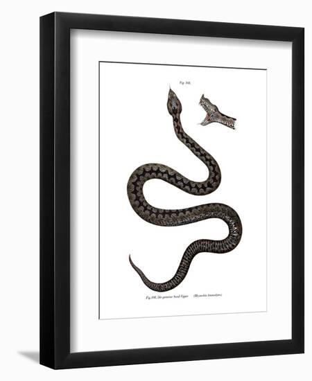 Nose-Horned Viper-null-Framed Premium Giclee Print