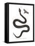 Nose-Horned Viper-null-Framed Stretched Canvas