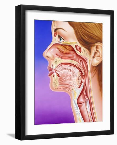 Nose, Mouth And Throat-John Bavosi-Framed Photographic Print