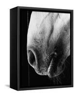 Nose of Lippizaner Stallion-Karen Tweedy-Holmes-Framed Stretched Canvas