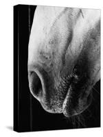 Nose of Lippizaner Stallion-Karen Tweedy-Holmes-Stretched Canvas