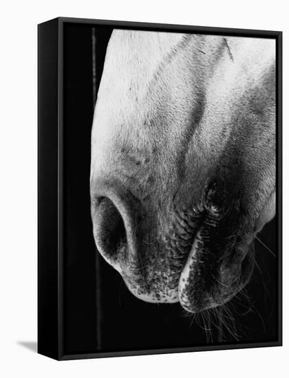 Nose of Lippizaner Stallion-Karen Tweedy-Holmes-Framed Stretched Canvas