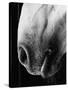 Nose of Lippizaner Stallion-Karen Tweedy-Holmes-Stretched Canvas