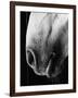 Nose of Lippizaner Stallion-Karen Tweedy-Holmes-Framed Photographic Print