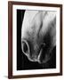 Nose of Lippizaner Stallion-Karen Tweedy-Holmes-Framed Photographic Print