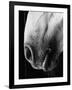 Nose of Lippizaner Stallion-Karen Tweedy-Holmes-Framed Photographic Print