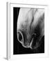 Nose of Lippizaner Stallion-Karen Tweedy-Holmes-Framed Photographic Print