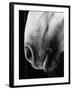 Nose of Lippizaner Stallion-Karen Tweedy-Holmes-Framed Photographic Print