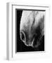 Nose of Lippizaner Stallion-Karen Tweedy-Holmes-Framed Photographic Print