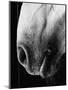 Nose of Lippizaner Stallion-Karen Tweedy-Holmes-Mounted Photographic Print
